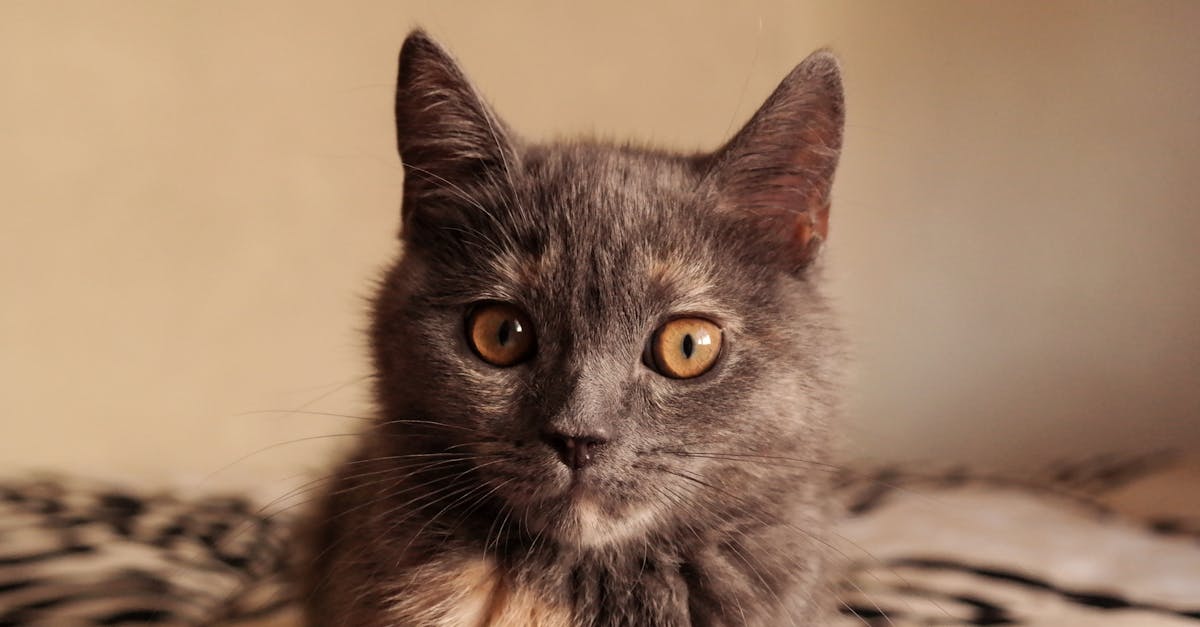 découvrez notre recette savoureuse de curry de courgettes, un plat végétarien facile à préparer, riche en saveurs et parfait pour un repas sain et exotique.